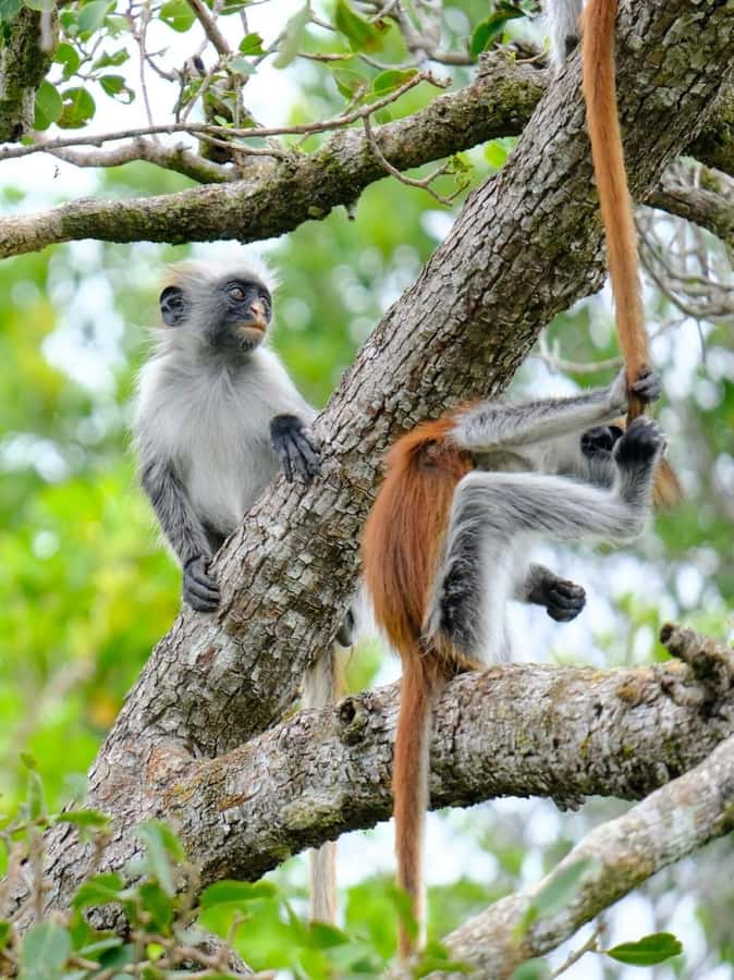 Zanzibar: Jozani nature walk and wildlife tour - Who Should Book This Jozani and Mangrove Tour