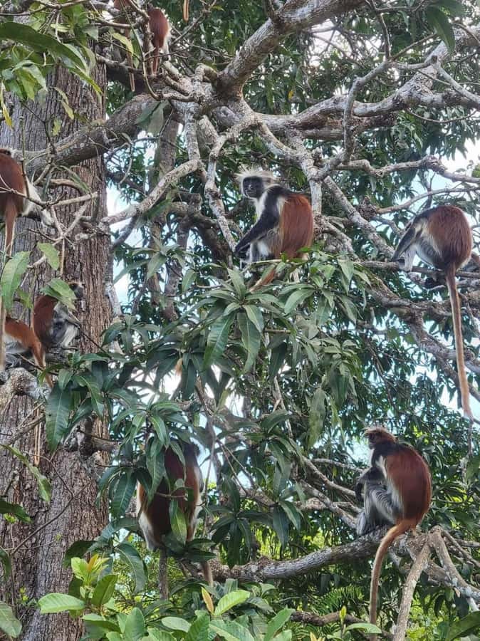 Zanzibar: Jozani nature walk and wildlife tour - Meeting at Your Hotel and Getting Ready