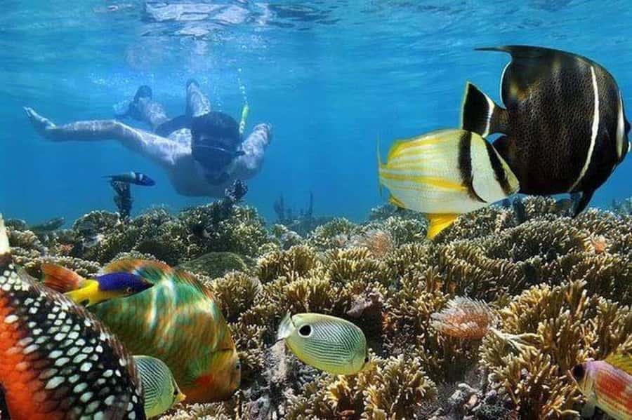ZANZIBAR : Mnemba Dolphin and Snorkeling Tour - Key things to know before you go to Mnemba Atoll