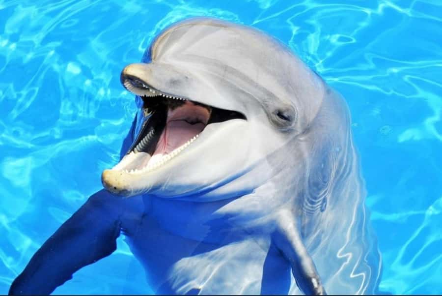 ZANZIBAR : Mnemba Dolphin and Snorkeling Tour - Why Mnemba Atoll snorkeling feels worth the trip