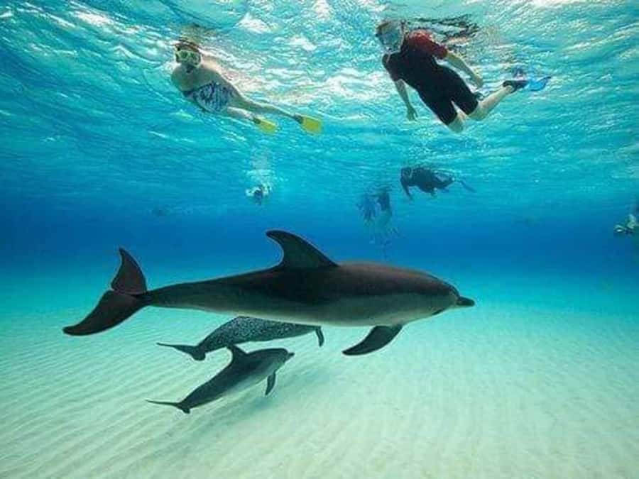 ZANZIBAR : Mnemba Dolphin and Snorkeling Tour - The boat ride out: dhow vibes, ocean views, and real sea air