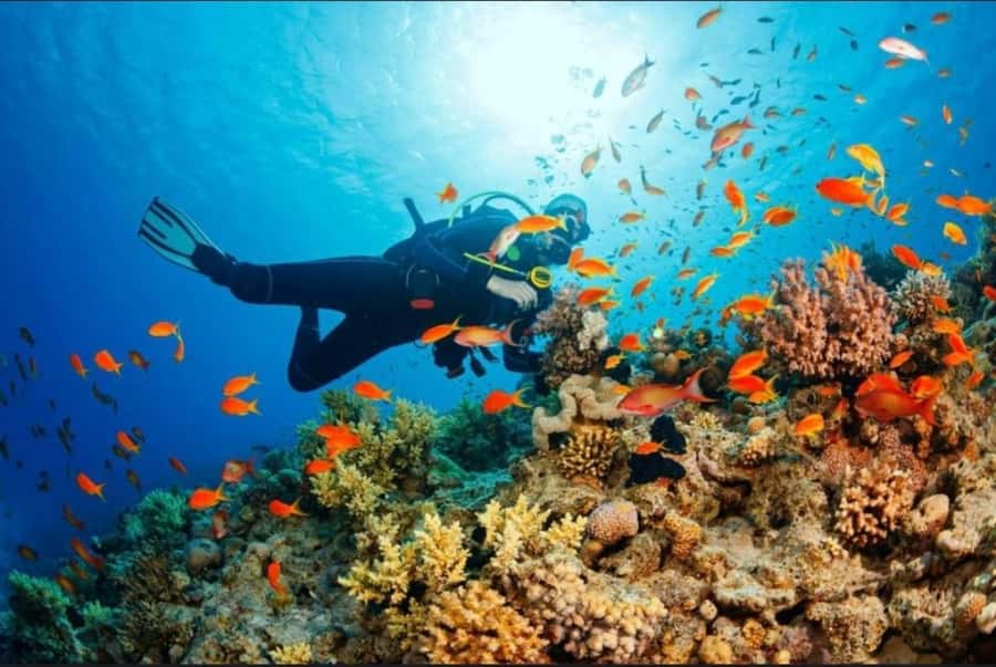 ZANZIBAR : Mnemba Dolphin and Snorkeling Tour - Dolphin watching at sea, and how to handle the crowds