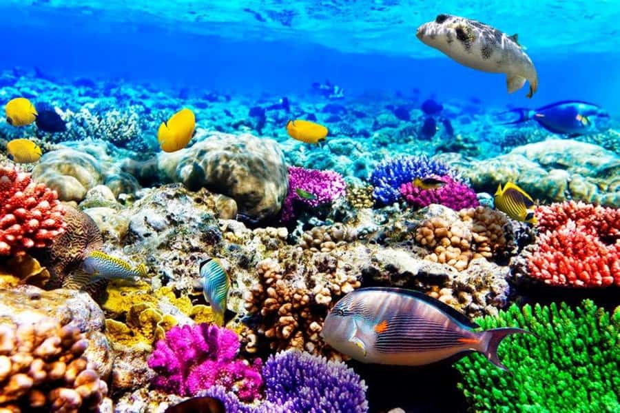 Zanzibar: Mnemba Island Atoll Guided Day Trip - Key things that make this trip worth your time