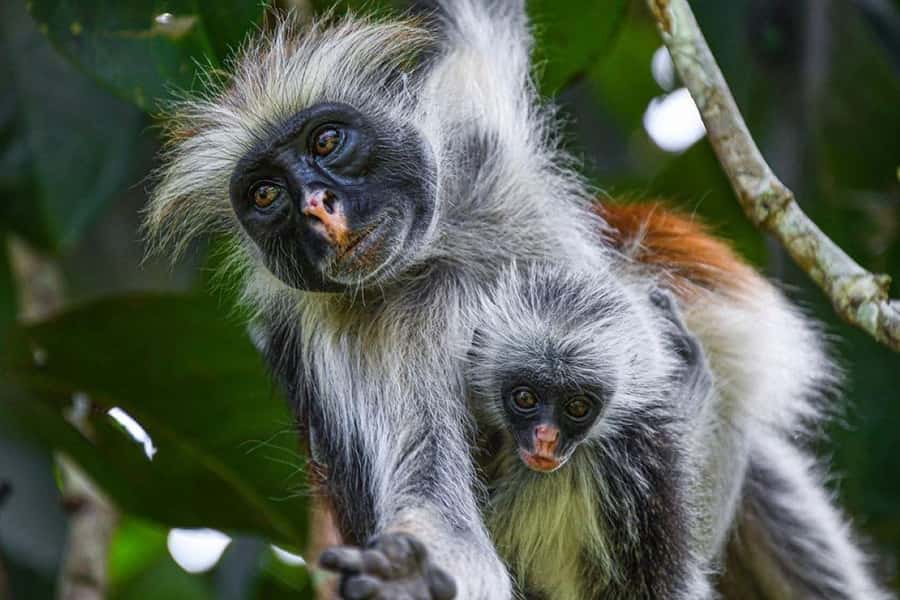 Zanzibar: Mnemba Island Atoll Guided Day Trip - Jozani Forest: red colobus monkeys and mangroves on foot