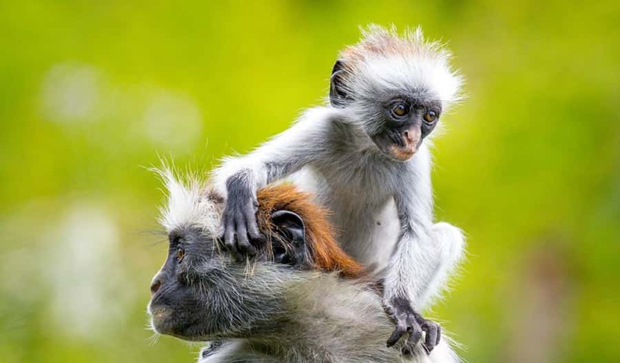 Zanzibar: Mnemba Island Atoll Guided Day Trip - Mnemba Island Atoll: snorkeling, dolphins, and that shallow-water reset