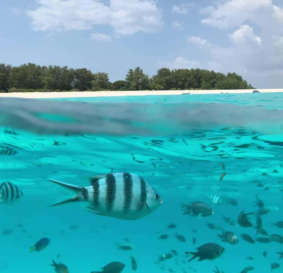 Zanzibar: Mnemba Island Dolphin and Snorkeling Tour - Dolphin time: thrilling, but wildlife comes first
