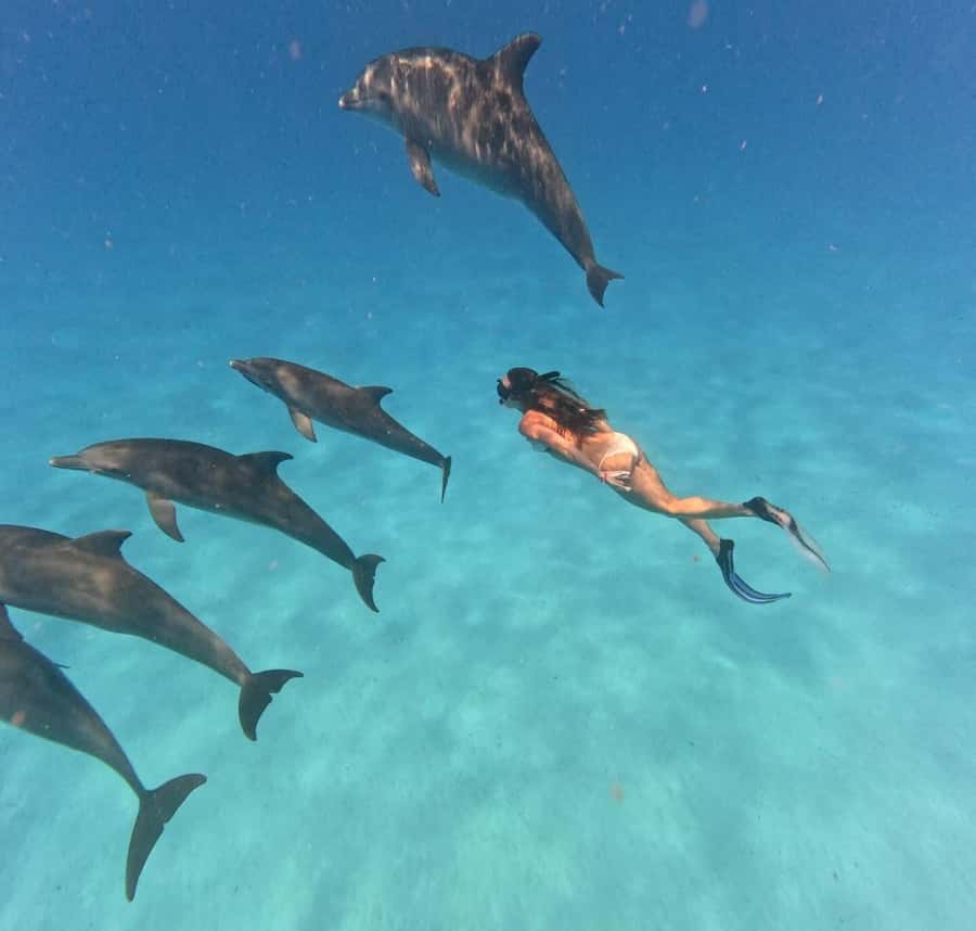 Zanzibar: Mnemba Island&Dolphin Swim With Optional Lunch - Where Mnemba Island fits on your Zanzibar trip