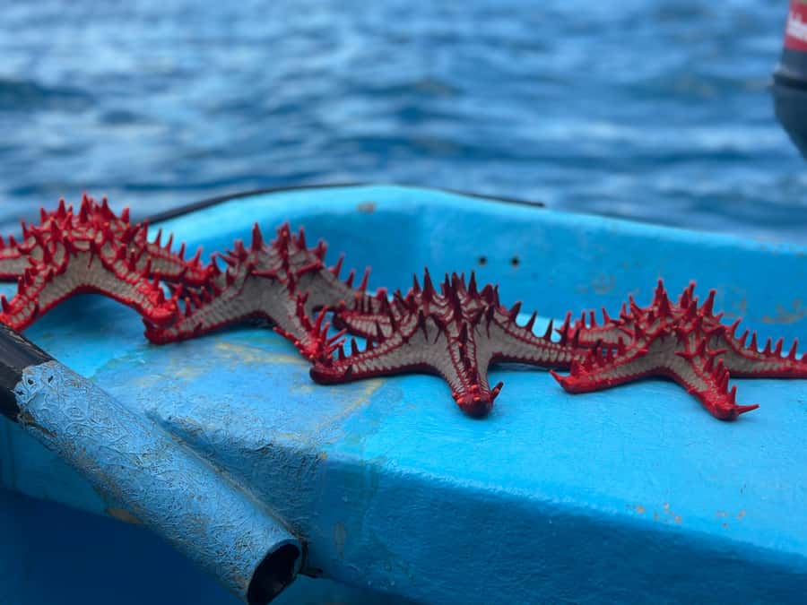 Zanzibar: Mnemba Island&Dolphin Swim With Optional Lunch - Mnemba Atoll snorkeling: coral reefs, fish, and gear worth checking