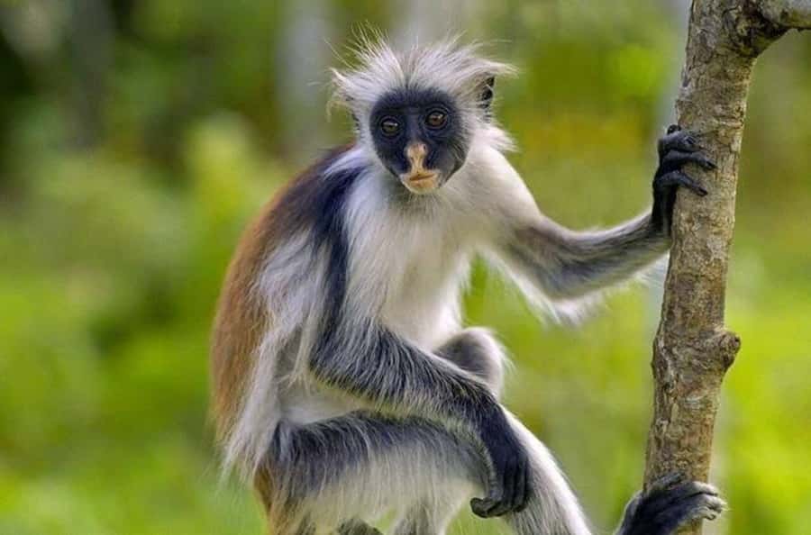 Zanzibar: Mnemba Island & Jozani Forest Tour with Turtles - Private Guide Energy: Who You Might Be With and Why It Matters