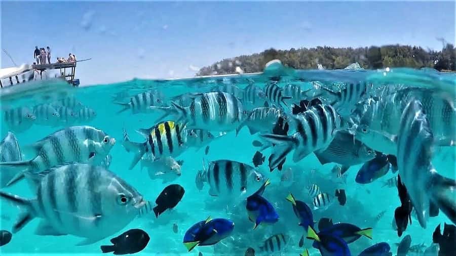 Zanzibar: Mnemba Island & Jozani Forest Tour with Turtles - Mnemba Island Morning: Dolphin Watching and Snorkeling on Coral Reefs