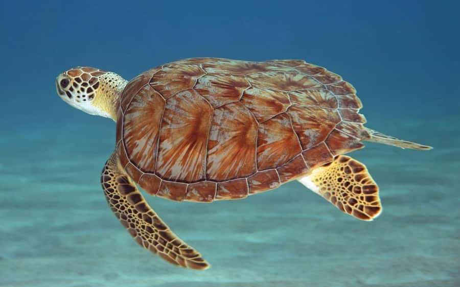 Zanzibar: Mnemba Island, Prison Island and Salaam Cave Tour - Prison Island: giant tortoises and a calmer final water stop
