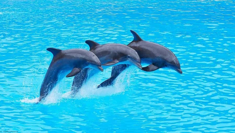 Zanzibar: Mnemba Island Snorkeling and Dolphin Tour - Key highlights you should know before you go