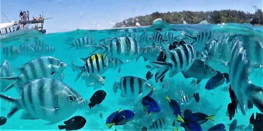 Zanzibar: Mnemba Island Snorkeling and Dolphin Tour - Snorkeling Mnemba Atoll: coral, fish, and starfish moments