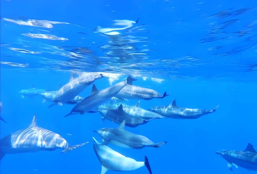 Zanzibar: Mnemba Island Snorkeling and Dolphin Tour - Should you book the Zanzibar Mnemba Island Snorkeling and Dolphin Tour?