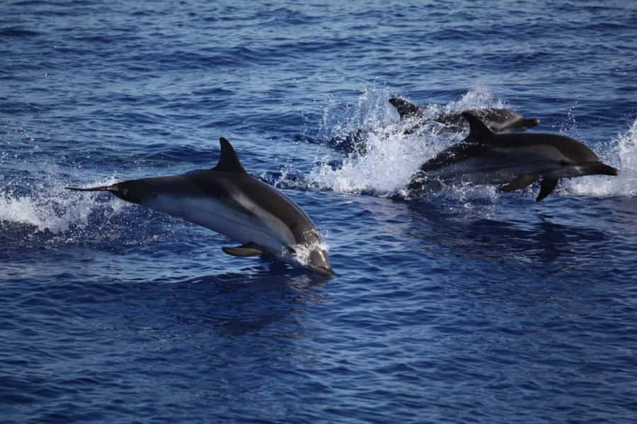 Zanzibar: Mnemba Island Snorkeling and Dolphin Tour - The dolphin swim: wild encounters, not a guaranteed show