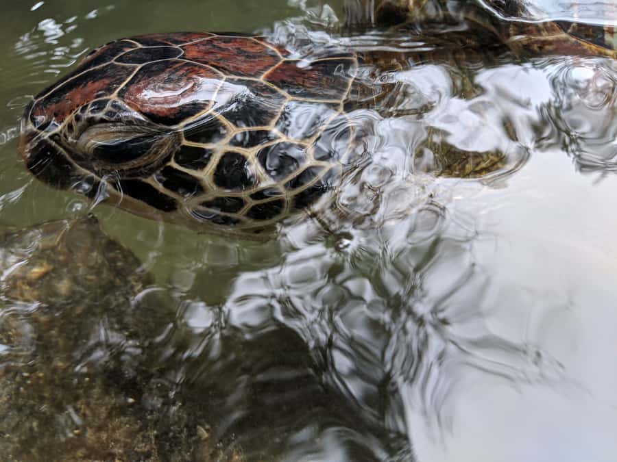 Zanzibar: North Coast and Turtle Sanctuary Tour - Lunch With One Included Drink, More Than a Timing Buffer