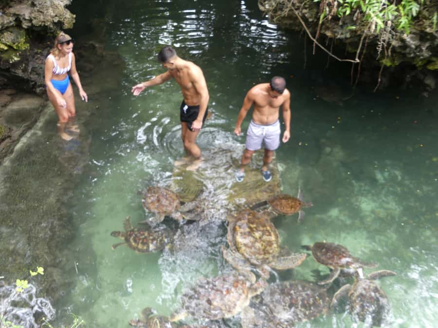 Zanzibar: North Coast and Turtle Sanctuary Tour - Inside the Turtle Sanctuary, Rehabilitation First