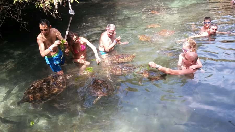 Zanzibar: North Coast and Turtle Sanctuary Tour - Swimming and Feeding Turtles, How to Do It Comfortably