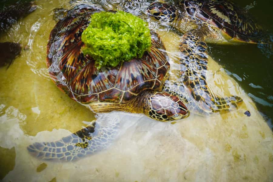 Zanzibar: Nungwi Turtle Aquarium Guided Half-Day Trip - Key things that make this turtle trip worth it