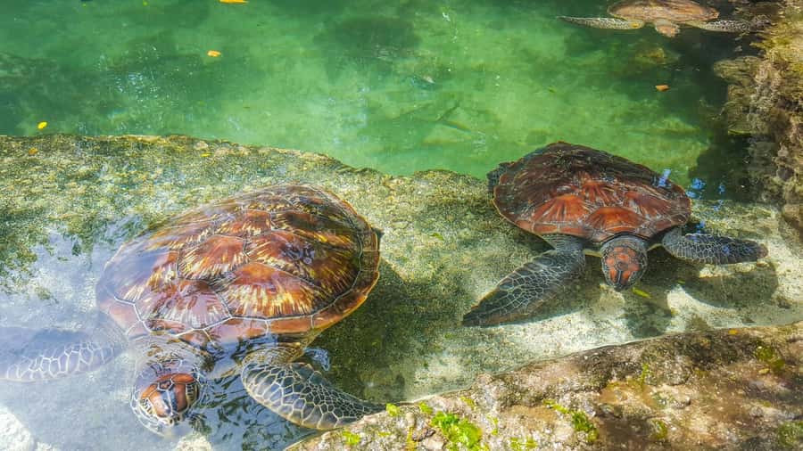 Zanzibar: Nungwi Turtle Aquarium Guided Half-Day Trip - Sea turtles in Nungwi, conservation that you can see up close