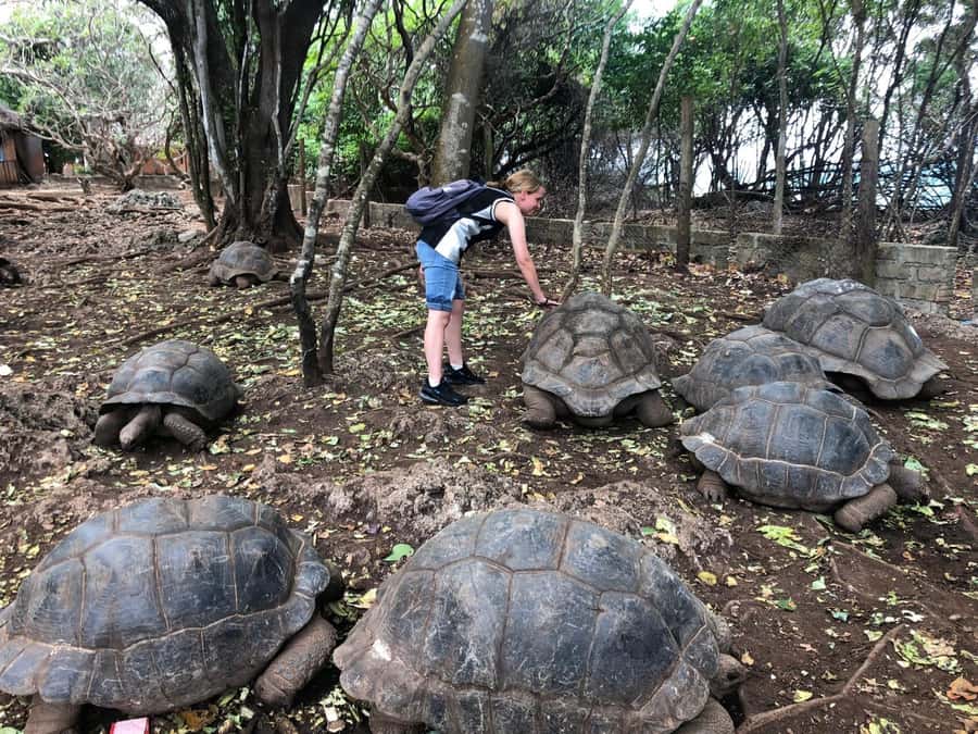 Zanzibar: Prison Island, Stone Town, & Spice Farm Tour - A one-day Zanzibar sweep: Stone Town, Changuu, and a spice farm
