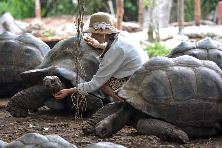 Zanzibar: Prison Island, Tortoise, Jozani Forest Guided Tour - A 6 to 8 hour Zanzibar circuit that mixes stories and wildlife