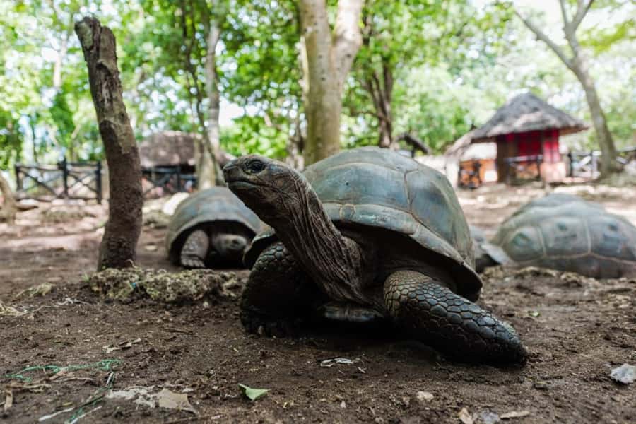 Zanzibar: Prison Island, Tortoise, Jozani Forest Guided Tour - Jozani Chwaka Bay National Park: mangroves, boardwalk walking, and red colobus you can spot early