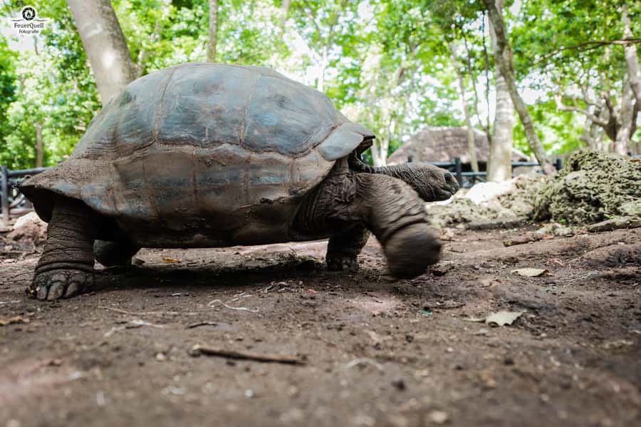 Zanzibar: Prison Island, Tortoise, Jozani Forest Guided Tour - Who should book, and who should think twice
