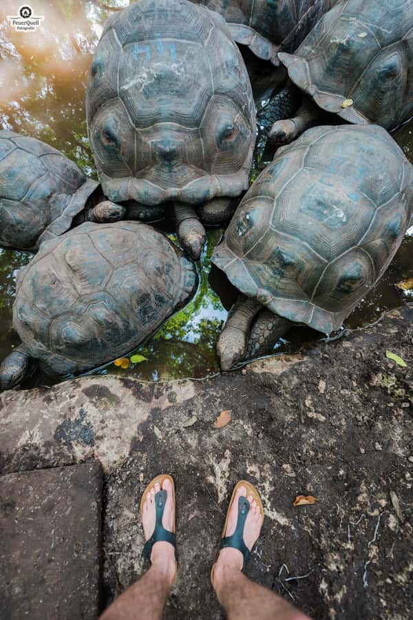 Zanzibar: Prison Island, Tortoise, Jozani Forest Guided Tour - Should you book this Zanzibar Prison Island and Jozani guided tour?