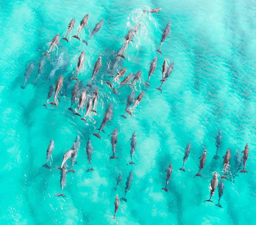 Zanzibar: Private Sail to Pungume Sandbank with BBQ Lunch - Private Pickup and the Road to the Water