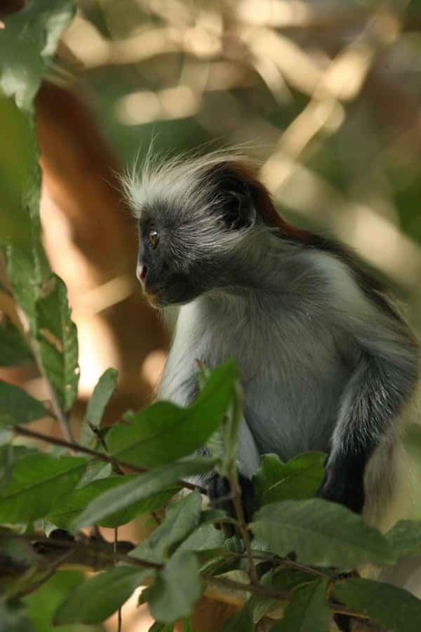 Zanzibar: Red Colobus Monkeys in Jozani Forest Guided Tour - Key things I’d focus on before you go