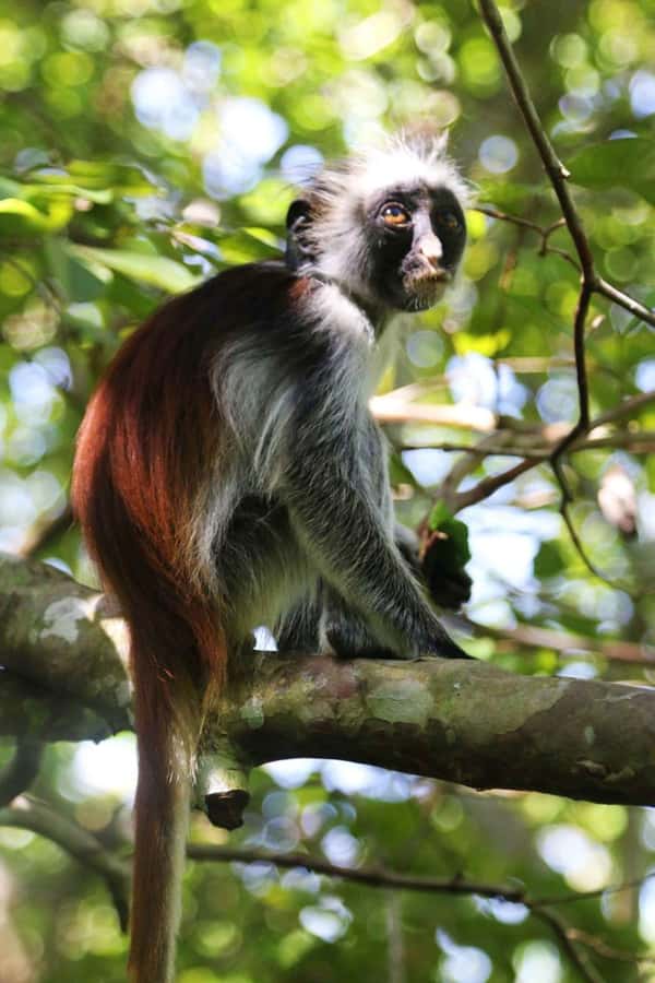 Zanzibar: Red Colobus Monkeys in Jozani Forest Guided Tour - The mangrove stop: a calmer side of Jozani