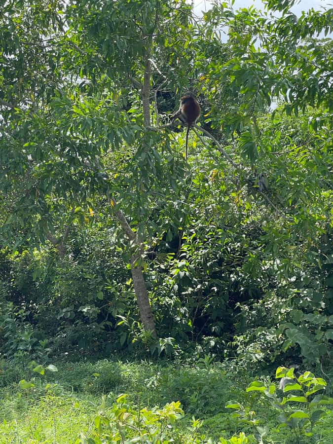 Zanzibar: Red Colobus Monkeys in Jozani Forest Guided Tour - Hotel pickup, driving time, and how private transport affects your day