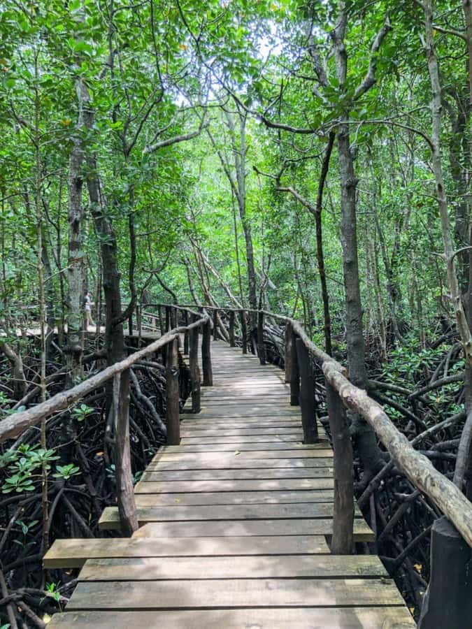 Zanzibar: Red Colobus Monkeys in Jozani Forest Guided Tour - What to wear and how to make the most of monkey viewing