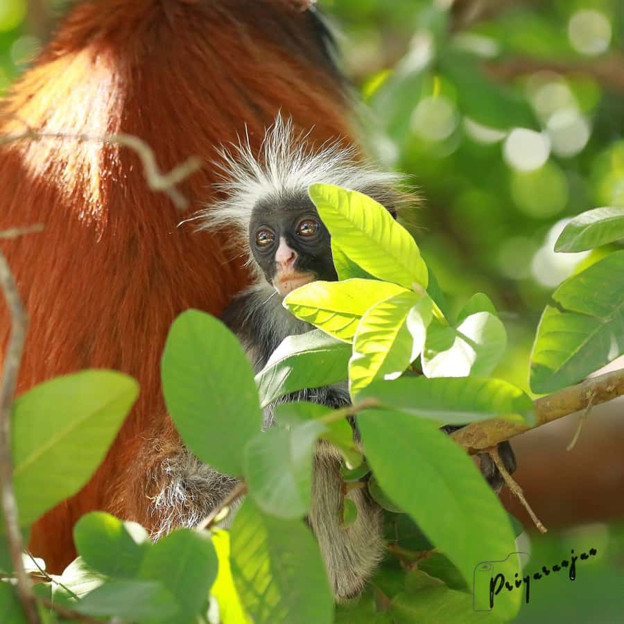 Zanzibar: Red Colobus Monkeys in Jozani Forest Guided Tour - Who should book, and who should think twice