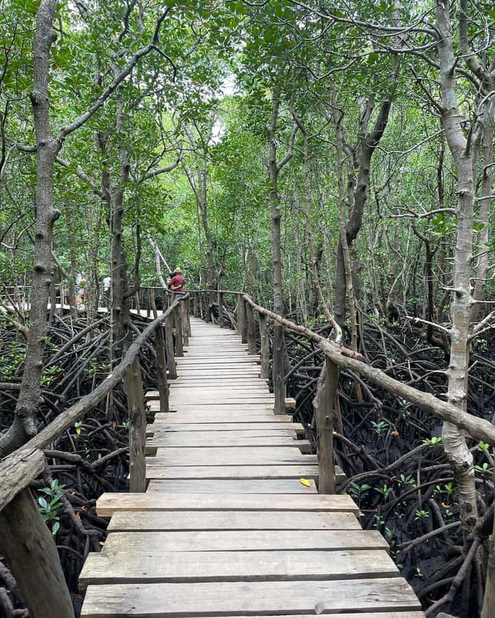 Zanzibar: Red Colobus Monkeys in Jozani Forest Guided Tour - Should you book the Zanzibar red colobus in Jozani?