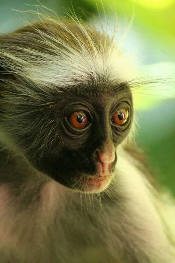 Zanzibar: Red Colobus Monkeys in Jozani Forest Guided Tour - FAQ