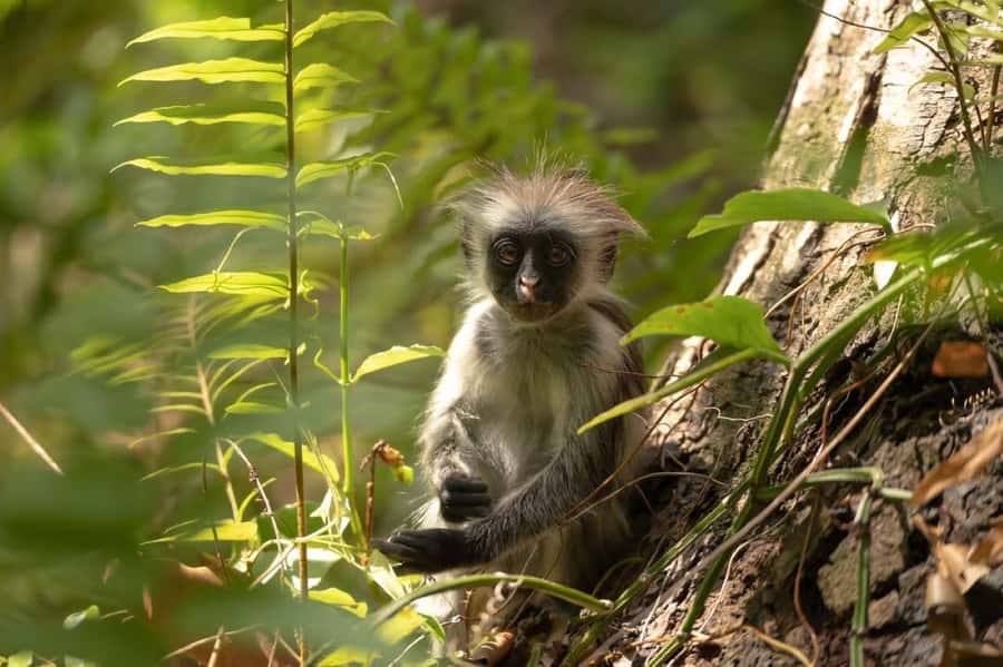 Zanzibar, Salaam Cave Tour, The Rock, Kuza Cave, Paje Beach - Quick hits before you commit