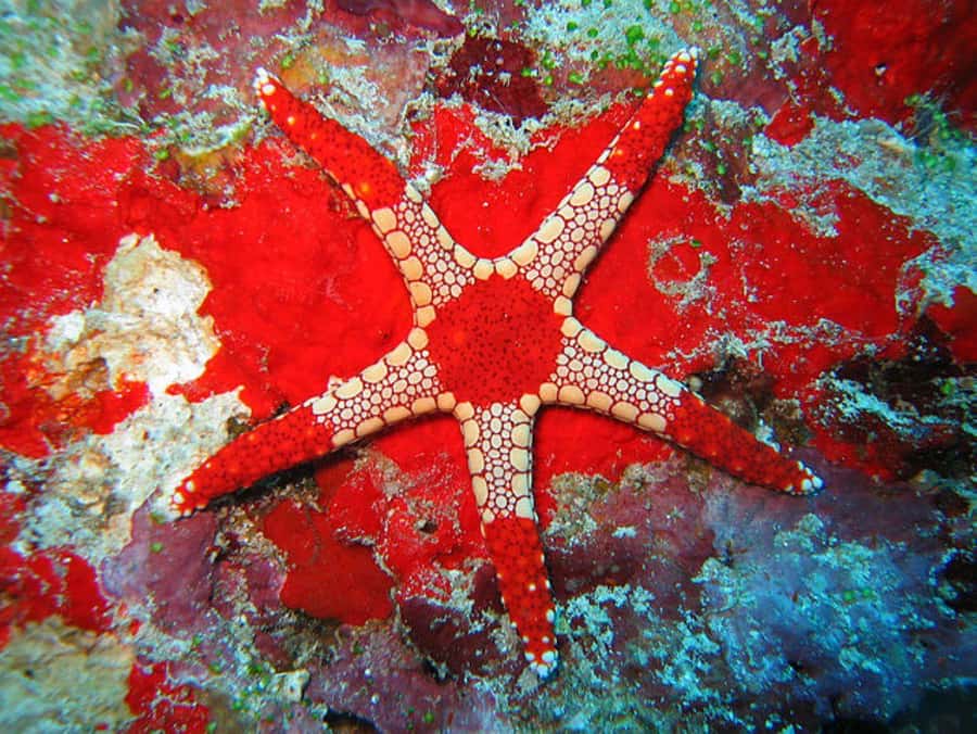 Zanzibar, Salaam Cave Tour, The Rock, Kuza Cave, Paje Beach - Private boat snorkel, lagoon time, and sea turtles