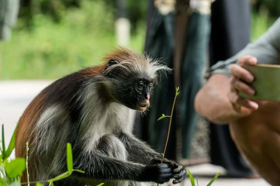 Zanzibar, Salaam Cave Tour, The Rock, Kuza Cave, Paje Beach - Entering Jozani Forest for Red Colobus monkey time