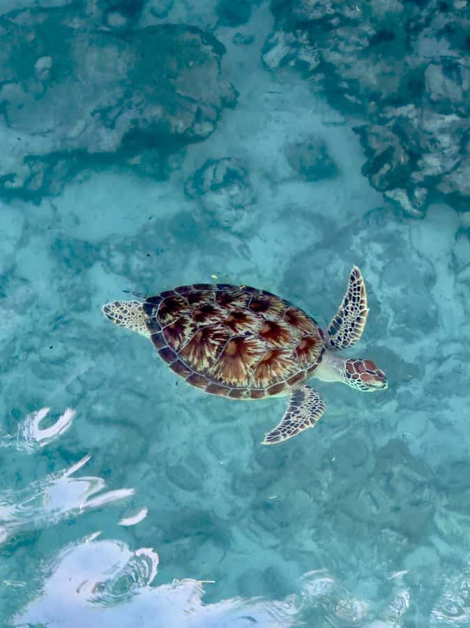Zanzibar: Sea Turtle Swim at Kizimkazi Salaam Cave Tour - Salaam Cave Aquarium stop, photos, wildlife viewing, and quick orientation