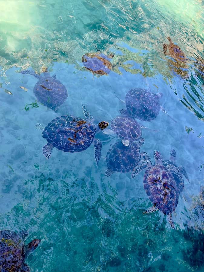 Zanzibar: Sea Turtle Swim at Kizimkazi Salaam Cave Tour - Practical tips before you go