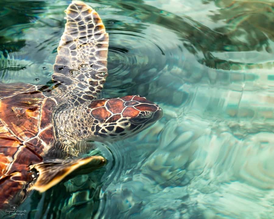 Zanzibar: Sea Turtle Swim at Salam Cave in Kizimkazi Village - Key highlights you should know before you go