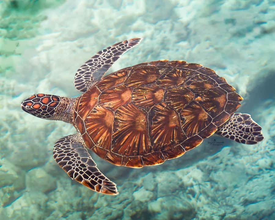 Zanzibar: Sea Turtle Swim at Salam Cave in Kizimkazi Village - Entering Salaam Cave in Kizimkazi, Zanzibar