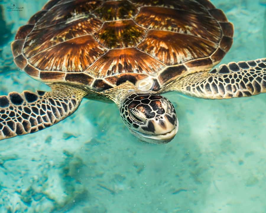 Zanzibar: Sea Turtle Swim at Salam Cave in Kizimkazi Village - What the guided cave visit actually feels like