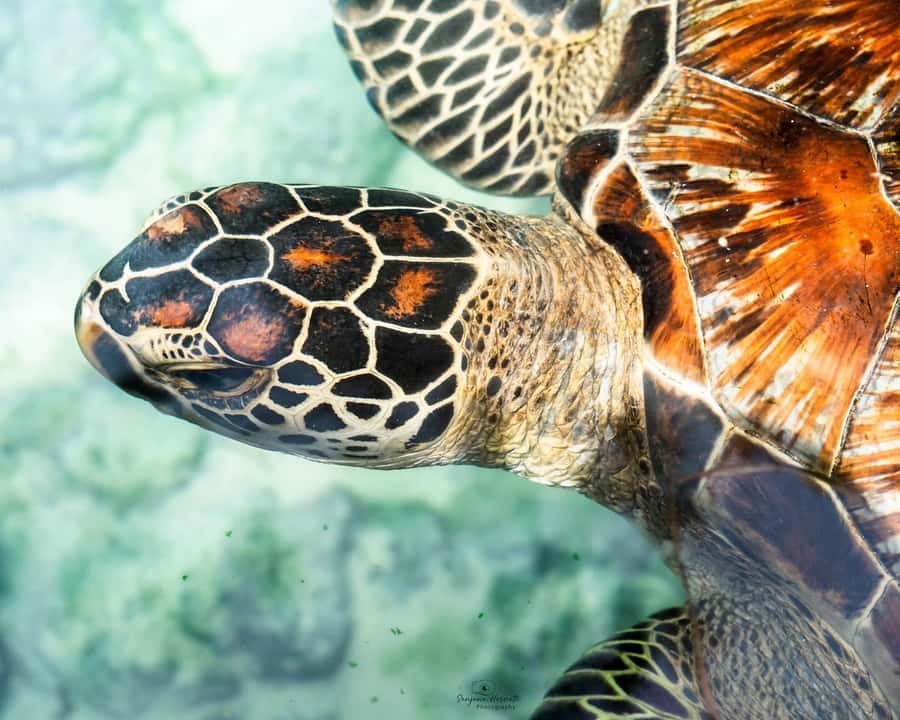 Zanzibar: Sea Turtle Swim at Salam Cave in Kizimkazi Village - Turtle safety: what to do if they approach and when to stay still