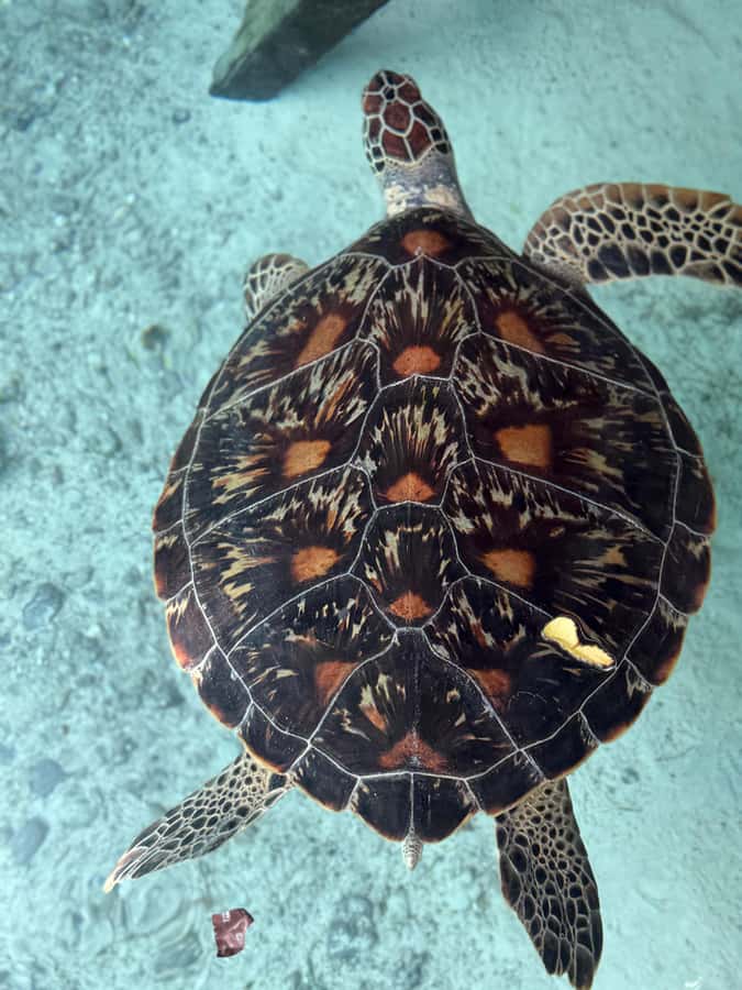 Zanzibar: Sea Turtle Swim at Salam Cave in Kizimkazi Village - Why Salaam Cave’s turtle conservation mission matters