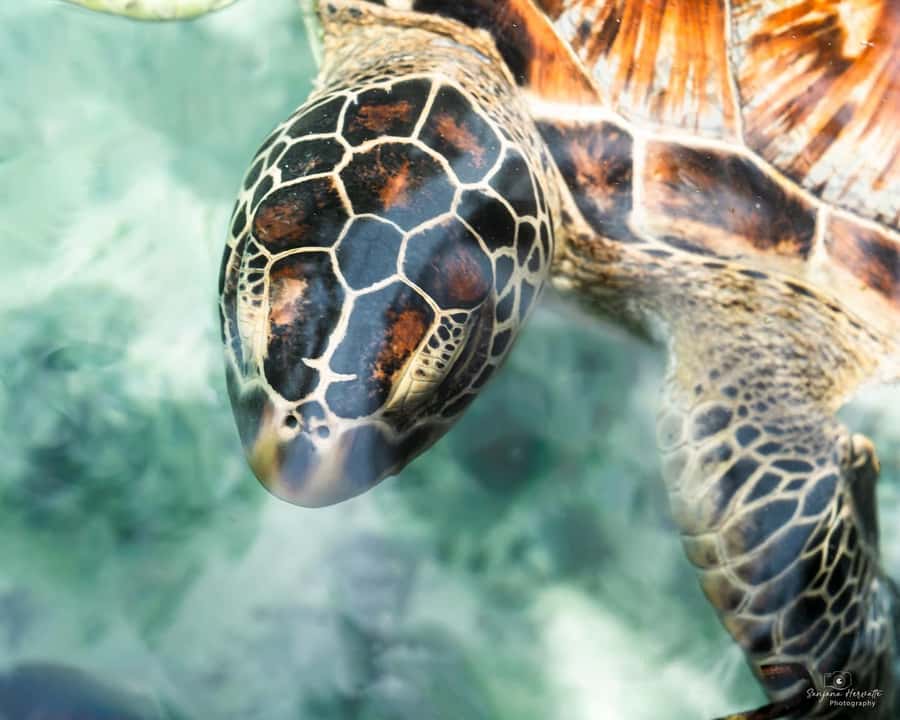 Zanzibar: Sea Turtle Swim at Salam Cave in Kizimkazi Village - Price and value: what $50 per person covers and why it can still be worth it