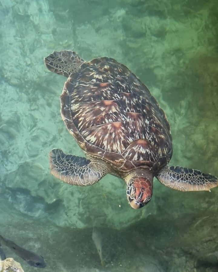 Zanzibar: Sea Turtle Swim at Salam Cave in Kizimkazi Village - The hotel pickup and drive: how the trip gets you there ready