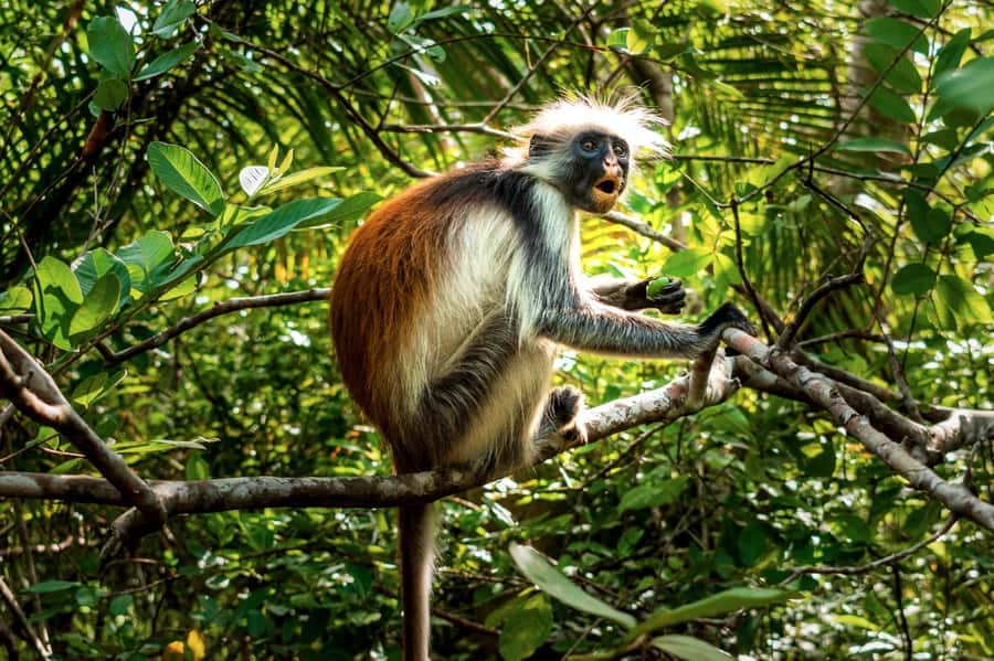 Zanzibar : Secret Beach, Kuza Cave and Jozani with transfer - What to pack for Secret Beach, Kuza Cave, and Jozani